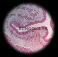 Prepared Microscope Slide - Stomach for Mucous, Parietal and Chief Cells